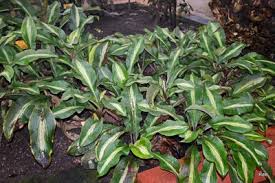 Image result for Palisota ambigua