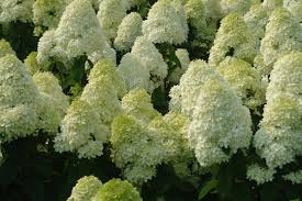 Image result for Gaertnera paniculata