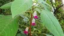 Image result for Impatiens mildbraedii