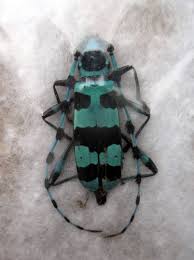 Black Beetle Like Bug In House Cerambycidae Beetle Rosalia Coelestis Russia Turquoise Blue Black Beetles Insect Collection Black Beetle Insect Collection Beetle