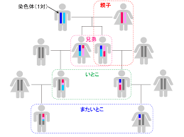 DNAで「またいとこ」がわかる－新しい血縁判定法の開発－ | 京都大学
