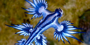 Most creatures known as sea slugs are actually gastropods, i.e. Absurd Creature Of The Week This Crazy Looking Sea Slug Has An Ingenious Secret Weapon Wired