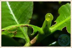 Image result for Gardenia resinifera