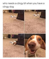 Lol This Is Just Like Cleo Only She Doesn T Come Slowly Like In The Pictures She Comes Right Away Cute Animals Funny Animals Cute Animals With Funny Captions