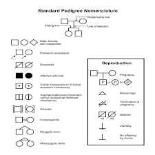 Standard Pedigree Nomenclature Diagram Shows Common Symbols