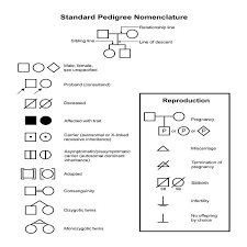 standard pedigree nomenclature diagram shows common symbols