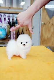 Puppies must be stimulated to urinate. 28 Cotton Ball Puppies Ideas Puppies Pomeranian Puppy Cute Animals