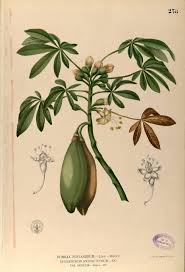 Image result for Ceiba pentandra