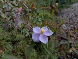 Image result for Antherotoma naudinii