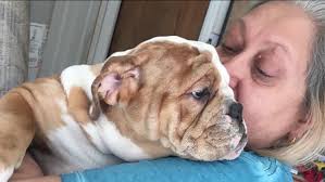 Meaty olde english bulldog for sale in california california olde enlish bulldog for sale in california bulldogge puppies for sale in california los angeles riverside. 2 Arrested On Suspicion Of Robbing Couple At Gunpoint For English Bulldog Puppy Abc7 Los Angeles