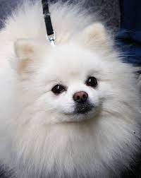 Du bist bereit, dir deinen ersten anfängerhund zuzulegen und möchtest wissen, welche hunde für anfänger bevor wir mit der top 13 liste beginnen: Mittelspitz In Weiss Spitz Hund Babyhunde Hundebabys