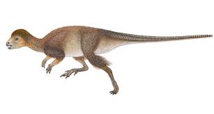 Maybe you would like to learn more about one of these? Feathered Dinosaurs May Have Been The Rule Not The Exception Science News