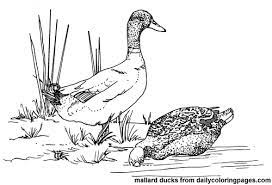 Print and color the flying duck picture. Duck 1491 Animals Printable Coloring Pages