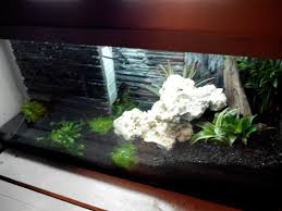 Aqua Terrarium Pour Petit Crabe Vampire Crab Vampire Aquarium