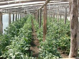 Chiar daca solarul este plin de salata, am mai scos din ea pentru folosinta si am facut loc frumusel si la rosii. Solarii Solar Sera Sere Legume Fructe Flori Plantare Cultivare Rasaduri Gradina Camp Incalzite Iluminat Artificial Tunel Hrana Sanatoasa Din Piata Nu Supermarket Rosii Castraveti Salata Vinete Dovlecei 9 Ce I Cu Noi