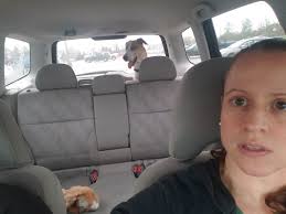 Lost: 13yr old blue heeler named Deuce. He's deaf and very scared natured.  Disappeared from our home near 304/lower red rock. It's not like him to  leave. We have reason to believe