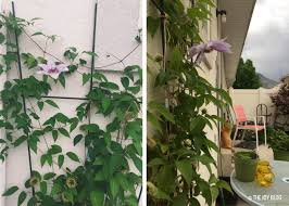 We did not find results for: How To Grow Nelly Moser Clematis The Joy Blog