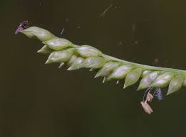 Image result for Echinochloa pyramidalis