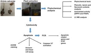 Image result for Drimia calcarata