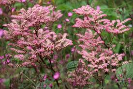 Image result for Rodgersia chocolate wings