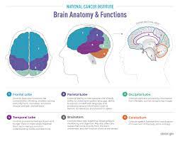 Various factors can cause this mutation to happen. Brain And Spine Tumor Anatomy And Functions National Cancer Institute