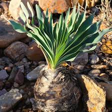 Image result for Pentzia incana