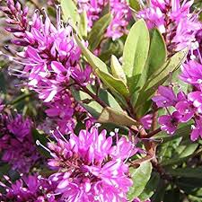 You'll find evergreen shrubs, deciduous shrubs, flowering shrubs and more. 9cm Pot Hebe Wiri Charm Deep Rose Purple Flowers Evergreen Shrub Amazon Co Uk Garden Outdoors