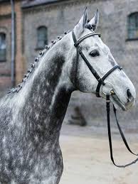 The Sport Horse Show And Breed Database Grey Horse Thoroughbred Horse Horse Love