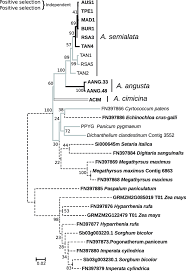 Image result for Alloteropsis paniculata