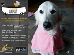 Job interview questions and sample answers list, tips, guide and advice. Join Us For Our Rescue Rinse Dog Wash Fundraiser Golden Rescue Will Be At The Pet Valu In Bowmanville On June 3rd From 11am 3pm Dog Wash Fundraising Your Dog