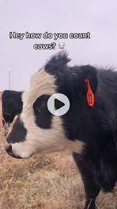 Descubra Videos Populares Sobre How Do You Count Cows Tiktok
