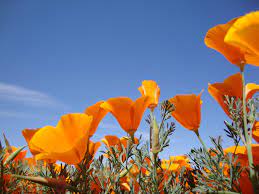 It was a bit of a trick to get it to open up at night! Wild Flowers Of The Desert Grama S Space Bubble