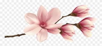 Check spelling or type a new query. Spring Magnolia Branch Png Clip Art Image Pink Magnolia Flower Png Transparent Png 27108 Pinclipart