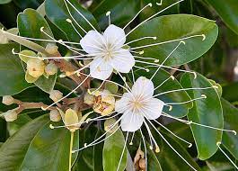 The audubon house museum & tropical gardens was established in 1960 by key west native, colonel mitchell we only use fresh tropical flowers, for our bridal bouquets, boutonnieres, & other floral decor. Best Plants For The Florida Keys