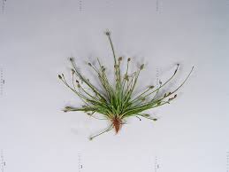 Image result for Eleocharis caduca