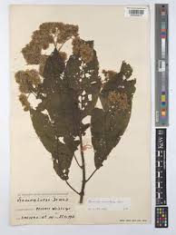 Image result for Vernonia mutimushii