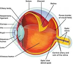 human eye anatomy physiology eye anatomy human anatomy