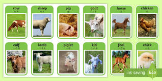 For names of males, females, babies, and groups of animals, gender of animals. Free Printable Free Farm Animals Flashcards English Mandarin