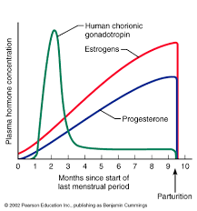 Pin On Chapter 28 Female Reproductive