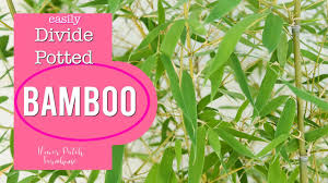 Maybe you would like to learn more about one of these? How To Divide Bamboo Easy Way To Get More Youtube