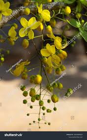 Image result for Cassia abbreviata