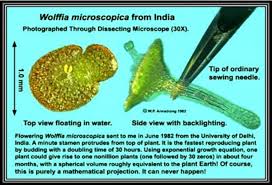 Image result for Wolffia
