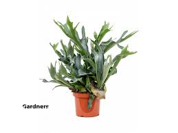 Image result for parožnatka Platycerium