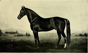 American stallion register - including all stallions prominent in ...