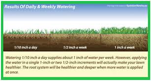 The lawn watering information states that 0.6 inches of water needs to be applied to the lawn. Lawn Care Tips Supergreen