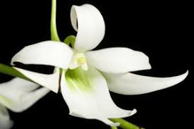 Image result for Schizochilus sulphureus