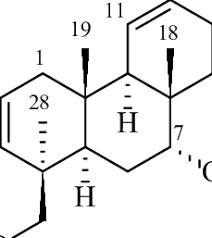 Image result for Dichapetalum madagascariense