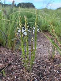 Image result for Striga aspera