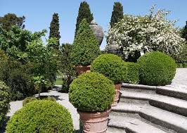 The planting of topiary has long been an element in garden design in small town gardens. Topiary History Uses Of Topiary In British Gardens Paramount Plants
