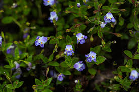 Image result for Linderniella